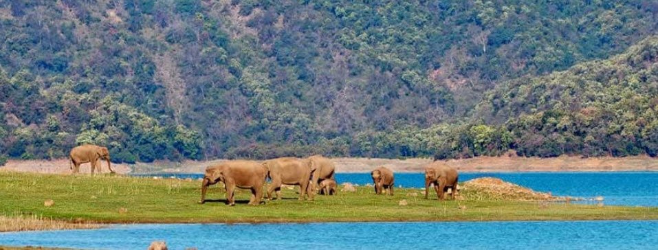Jim Corbett National Park, Pauri Garhwal, Uttarakhand - Vushii.com